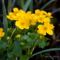 106_Biebrza - kwiecien 2011